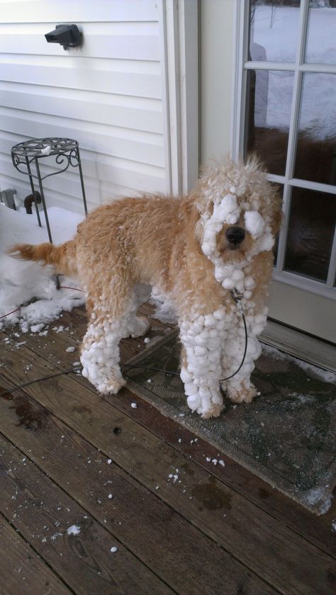 Our Golden Doodle covered with snow! Golden Doodle Funny, Golden Doodle Christmas Pictures, Golden Doodle Wallpaper, Christmas Goals, Moving To Alaska, Golden Doodle Dog, Golden Doodles, Dream Dog, Wallpaper Doodle