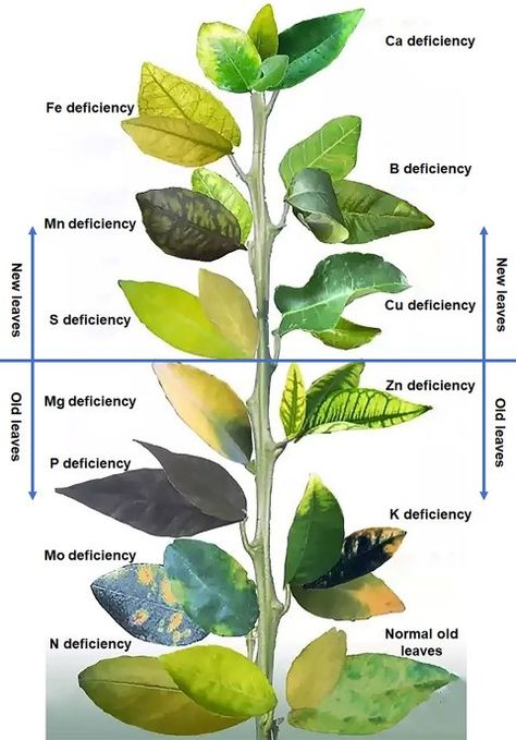 Plant Deficiencies, Garden Problems, Vegetable Garden Diy, Plant Nutrients, Plant Hacks, Plant Problems, Indoor Plant Care, Plant Diseases, Hydroponic Gardening