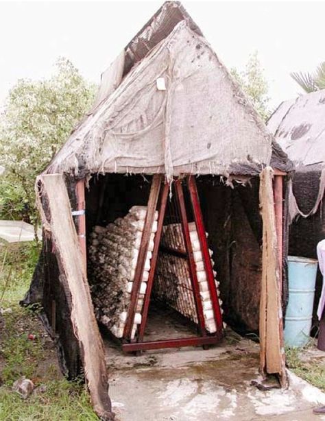 Traditional Mushroom House Mushroom Farming, Diy Mushroom, Farming Ideas, Growing Mushrooms At Home, Veggie Gardens, Mushroom Cultivation, Garden Mushrooms, Hydroponic Growing, Edible Mushrooms