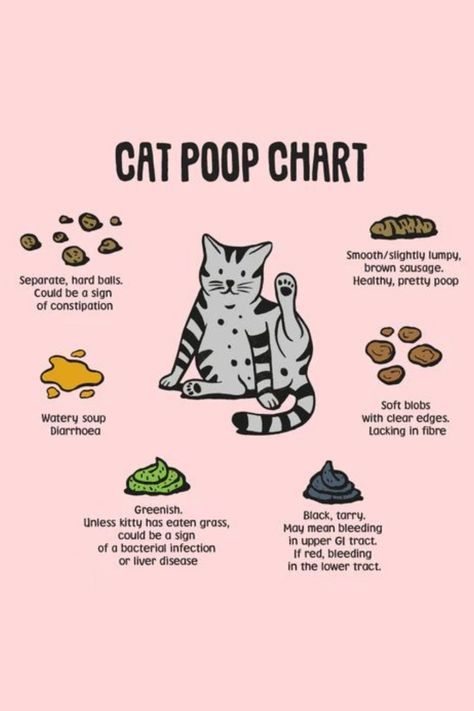 Cat Diet Tips, Cat Poop Chart, Benefits Of Having A Cat, Newborn Kitten Care Tips, Where To Pet A Cat, Cat Owner Tips, Things For Cats, Mixology Set, Cat Health Problems