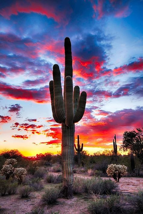 Southwest Scenery, Az Sunset, Arizona Sunrise, Cactus Images, Cactus Light, Fire In The Sky, Arizona Cactus, Arizona Sunset, Arizona Photography