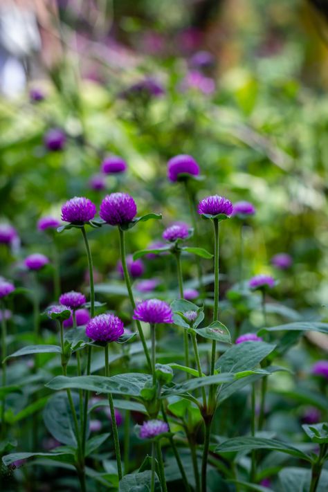 Purple flowers. 💜 #flower #flowers #purple #green #ladewgardens #maryland #visitmaryland #nature #wildflowers #natureconservancy #naturephotography #naturelovers #getoutside #northamerica #amateurphotography #marylandflowers #canon #canont3i #canonrebel #harfordcounty #purpleflowers #pretty #beatiful #plants #northeast #eastcoast #sunny #sunnyday #sunnydays Flower Sketchbook, Purple Wild Flowers, Minnesota Winter, Wild Flower Meadow, Purple Wildflowers, Tattoo Flowers, Flower Meadow, Flowers Purple, Minnesota Wild