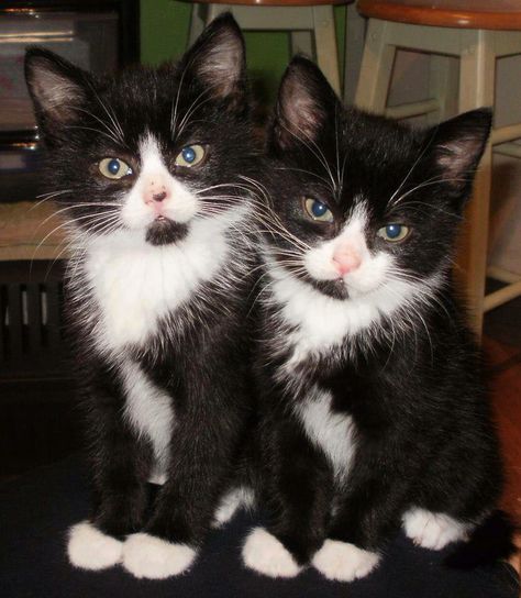 Twins Tuxedo Kitten, Black And White Kittens, Söt Katt, White Kittens, Haiwan Peliharaan, Kittens And Puppies, White Cats, Cute Cats And Kittens, Cats Meow