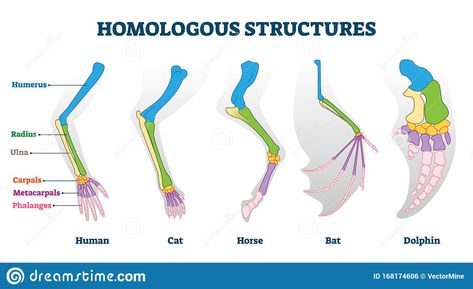 Homologous structure vector illustration. Biological species example scheme. Illustration about diagram, animal, metacarpals, labeled, division, education, educational - 168174606 Homologous Structures, Structural Diagram, Biology Diagrams, Scientific Drawing, Ap Biology, Teaching Biology, Medical Anatomy, Social Media Logos, Marine Biology