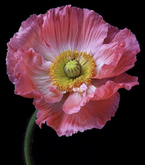 Poppy Photography, Poppy Photo, Icelandic Poppies, Passion Photography, Aesthetic Garden, Macro Flower, Garden Aesthetic, Pink Poppies, Floral Photography