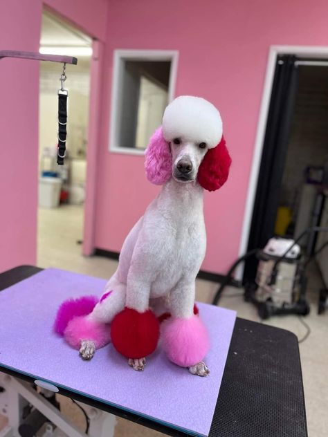 From @dragonbornk9s on instagram Christmas Dog Grooming Ideas, Dog Dye Ideas Creative Grooming, Dog Dye Ideas, Toy Poodle Puppy Cut, Poodle Groom, Poodle Puppy Cut, Dog Hair Dye, Dog Dye, Grooming Ideas