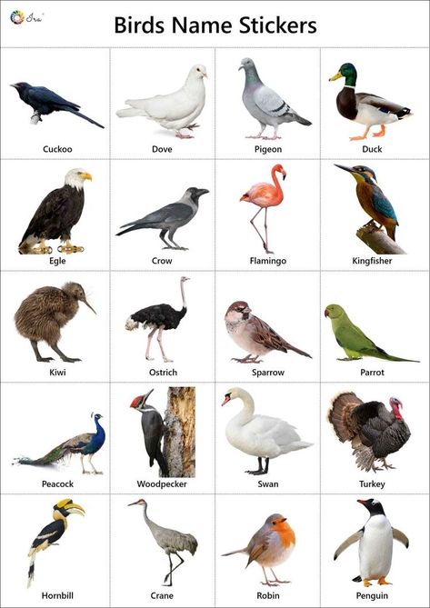 Birds Names List, Birds Chart, Birds Name List, Animals Name With Picture, Birds Name, English Pictures, Birds Stickers, Names Of Birds, Animals Name In English