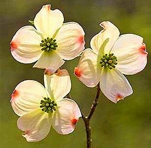 dogwood bloom with prominent red tips on each leaf Dogwood Flower Tattoos, Dogwood Blooms, Dogwood Blossoms, Dogwood Trees, Dogwood Flowers, Tree Tattoo, Flowering Trees, Trees And Shrubs, Blossom Flower