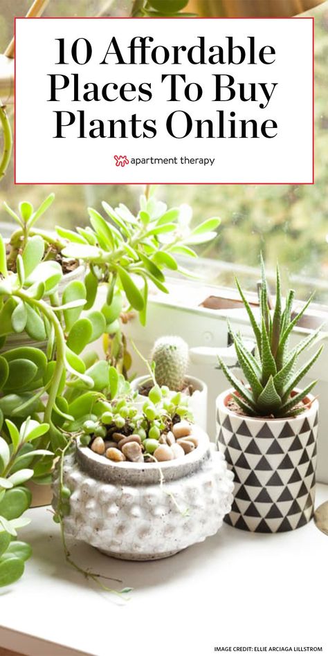 These are some of the best places to buy plants online with your budget in mind. Now all you have to do is figure out how to keep them alive. #houseplants #indoorplants #indoorgarden #plantcare #planttips #besthouseplants #easytocareforplants #affordableplants #plantlover House Plants Aesthetic, Money Plants, Grow Money, Room Scandinavian, Plants Care, Plants Aesthetic, Hydrangea Bush, Room Minimalist, Buy Plants Online