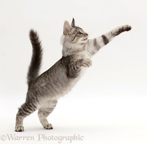 Photograph of Mackerel Silver Tabby cat, playfully jumping up. Rights managed white background image. Ticked Tabby Cat, Mackerel Tabby, Silver Tabby Cat, Jumping Cat, Cat Poses, Cats Playing, Cat Anatomy, Cat Reference, Cat Stands