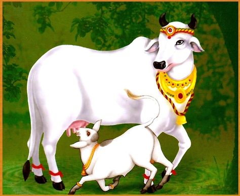 Krishna Cow Images, Lil Krishna, Astrology Telugu, Wooden Mandir, Devi Lakshmi, Om Symbol Art, Pongal Celebration, Krishna Das, Cow Photography