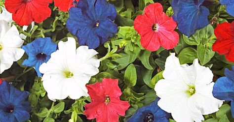 red-white-blue-flowers Red White And Blue Garden, White And Blue Garden, Red White And Blue Flowers, Blue Flowers Garden, Patriotic Flowers, Making Plant Pots, White And Blue Flowers, Blue Garden, Front Porch Decorating