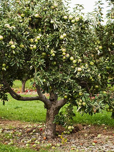 13 Plants That Give You Bang for Your Buck  trees:  apple    "Apple trees produce lovely, fragrant pink blooms followed by fruit. Plus, they can be trained on a wall, as espaliers, or bent over arches. Fruit Growing, Granny Smith Apple, Mango Margarita, Easy Plants To Grow, Live Tree, Easy Care Plants, Garden Shrubs, Mango Salsa, Easy Plants