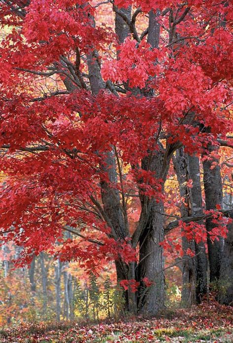 Red Landscape, Image Nature, Autumn Scenes, Red Tree, Red Leaves, Autumn Scenery, Tree Forest, Autumn Beauty, Fall Pictures