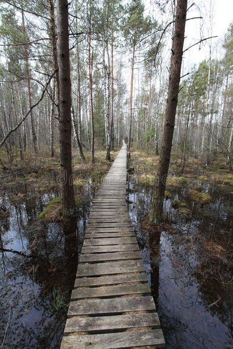 Path in the swamp. A wooden path in the swamp , #AD, #swamp, #Path, #path, #wooden #ad Swamp Cottage, Visio Divina, Wood Path, Wooden Path, Baba Jaga, Tree Tunnel, Path Design, Forest Trail, Deep South