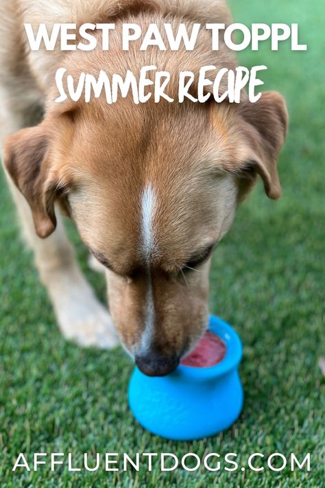 A Yellow Labrador mix enjoys the summer West Paw Toppl recipe Belly Rub Breeze Toppl Dog Recipes, Chew Toys For Dogs, Dog Boredom, Homemade Dog Toys, Kong Dog Toys, Easy Dog Treat Recipes, West Paw, Easy Dog Treats, Healthy Dog Treats Homemade