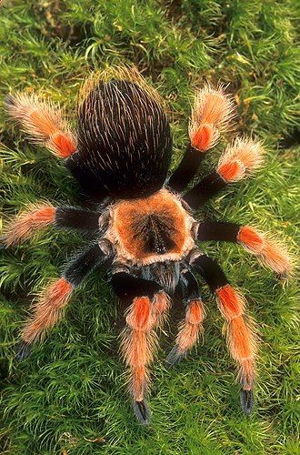 Brachypelma boehmei // Mexican Fireleg Tarantula - Arachnids Spiders, Spiders And Snakes, Cool Insects, Creepy Crawlers, Cool Bugs, Beautiful Bugs, Creepy Crawlies, Arthropods, Arachnids