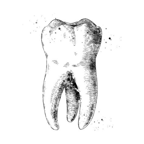 Check out this awesome 'Human+tooth' design on @TeePublic! Tooth Outline, Teeth Illustration, Teeth Drawing, Tooth Tattoo, Arte Occulta, Teeth Art, Human Teeth, Dental Design, Dental Art