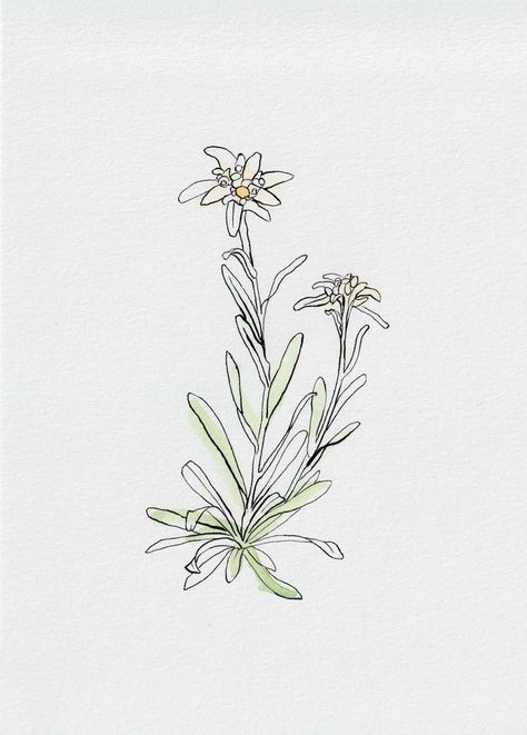 Edelweiss Tattoo, Artistic Tattoos, Tiny Animals, Alpine Flowers, Edelweiss Flower, Flower Line Drawings, Watercolour And Ink, Antique Botanical Print, Back Of Shoulder Tattoo