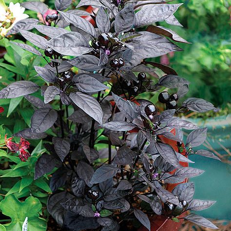 Black Pepper Plant, Pepper Plant, Goth Garden, Capsicum Annuum, Gothic Garden, Witch Garden, Pepper Plants, Black Garden, Fine Gardening