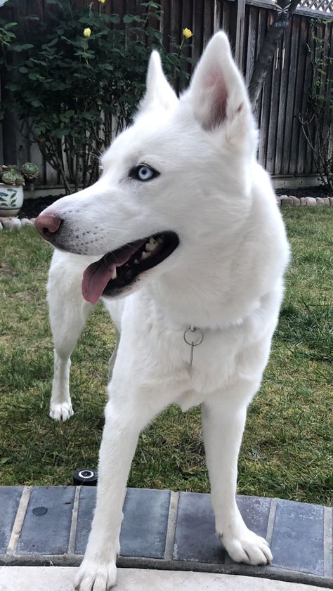 White Husky Aesthetic, White Siberian Husky Puppy, White Siberian Husky, White Husky, Cute Husky, Husky Lover, Siberian Husky Puppies, Pet Fox, Pretty Animals