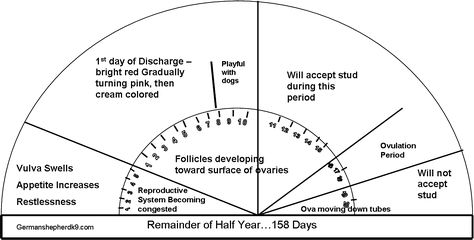 Dogs heat cycle chart Dog Heat Cycle, Cycle Chart, Dog Breeding Business, Whelping Puppies, Dog In Heat, Weight Charts, Stud Dog, Animal Pins, Pregnant Dog