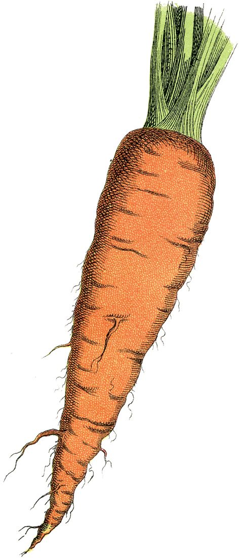 Vegetable Images, Potato Images, Carrot Drawing, Easter Drawings, Carrots Potatoes, The Graphics Fairy, Daucus Carota, Vegetable Prints, Plant Book