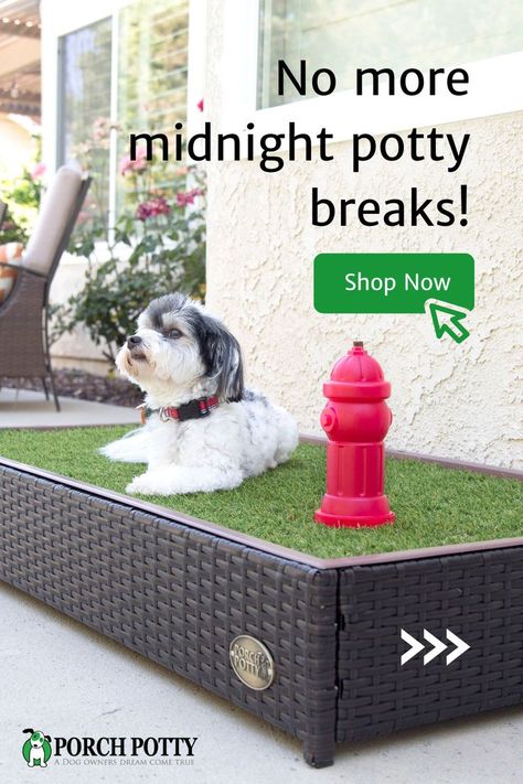 Backyard Apartment, Meat Chickens Breeds, Backyard Dog Area, Porch Potty, Apartment Balcony Garden, Tea Cup Poodle, Dog Potty, Dog Area, Spaniel Puppies