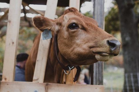 Milking Stanchion Cows, Milk Stanchion, Milking Stanchion, Justin Rhodes, Preventing Mastitis, Cow Liver, Fresh Bedding, Milk The Cow, Cattle Feed