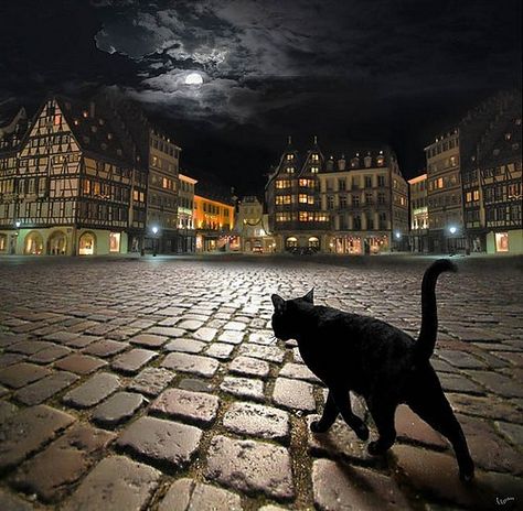 A cat has 9 Lives: Irish legend has it that a witch could turn herself into a cat eight times, but on the ninth time she couldn’t regain her human form. A Black Cat, Stray Cat, Strasbourg, Elba, White Photo, Crazy Cat Lady, 귀여운 동물, Crazy Cats, Cat Pics