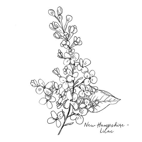 New Hampshire State Flower, Violets Tattoo Black And White, Lilac Tattoo Stencil, Lilac Hand Tattoo, Lilac Illustration Simple, White Lilac Tattoo, Lilac Drawing Black And White, Lilac Tattoo Design Black And White, Lilacs Drawing