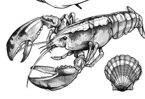 Crustaceans Art, Lobster Drawing, Underwater Tattoo, Sea Creatures Drawing, Art Handouts, Dinosaur Sketch, Sea Illustration, Ocean Tattoos, Pen Art Drawings