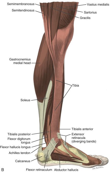 Calf Anatomy, Human Body Muscles, Medicine Quotes, Doctors Office Decor, Human Anatomy And Physiology, Medical Anatomy, Medical Studies, Energy Medicine, Move Your Body