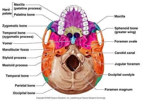 Occipital bone: contains the foramen magnum, where the spinal cord attaches to the brain; occipital bone also articulates with the first cervical vertebra (atlas) Skeletal System Anatomy, Sphenoid Bone, Anatomy Bones, Skull Anatomy, Skeleton Anatomy, Craniosacral Therapy, Dental Anatomy, Brain Anatomy, Skeletal System