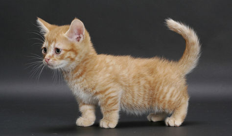 Munchkin Cat Breed Information Tabby Cat Pictures, Gato Munchkin, Cymric, Dog Breeds That Dont Shed, Munchkin Kitten, Nebelung, Laperm, Burmilla, Ocicat