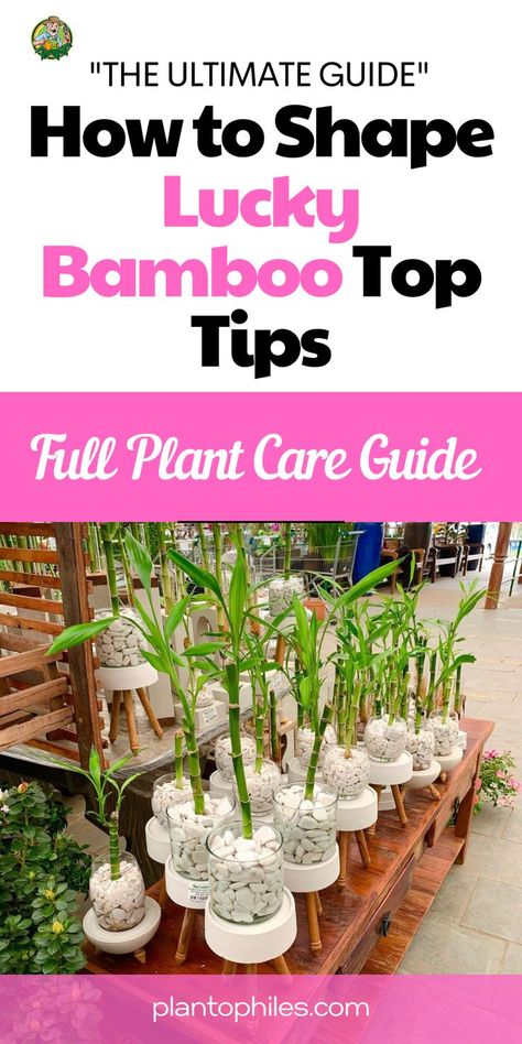 Whether you're a seasoned plant enthusiast or just starting out, learn how to give your Lucky Bamboo a unique and stylish twist. From simple curls to intricate designs, our guide will walk you through the process step by step. Bring creativity to your indoor oasis and make your Lucky Bamboo truly one-of-a-kind. How to Shape Lucky Bamboo Top Tips | lucky bamboo plants decor | how to shape lucky bamboo plant IG Photo by: abc.garden Lucky Bamboo Decor, Bamboo Plant Indoor, Lucky Bamboo Care, Simple Curls, Indoor Bamboo Plant, Bamboo Plant Decor, Indoor Bamboo, Indoor Oasis, Bamboo Care