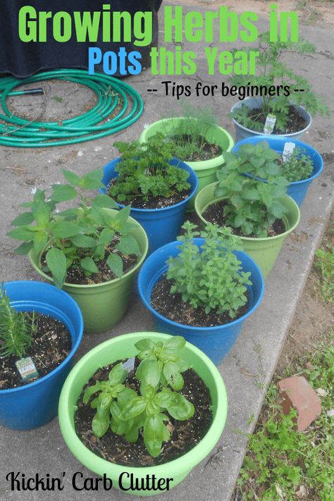 Herb Garden In Pots Outdoors, Growing Plants In Pots, Growing Herbs In Containers, How To Grow Herbs In Pots, Herb Pots Outdoor Container Gardening, How To Plant Herbs, Patio Herbs In Pots, How To Plant Herbs In Pots, Planting Herbs In Pots