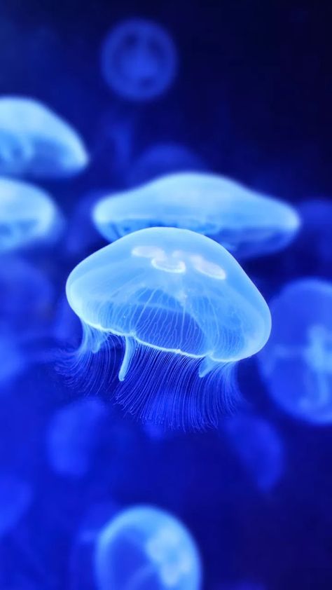 Pretty Jellyfish, Jellyfish Pictures, Sea Jellies, Blue Jellyfish, Jellyfish Art, Beautiful Sea Creatures, Fish Wallpaper, Jelly Fish, Ocean Wallpaper