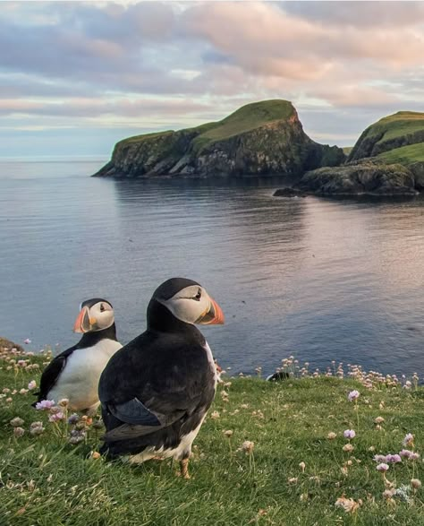 Cute Animal Photos Nature, Birding Aesthetic, Wildlife Photography National Geographic, Landscape With Animals, Animals Icon, Puffin Rock, Background Birds, Bird Landscape, Animals In Love