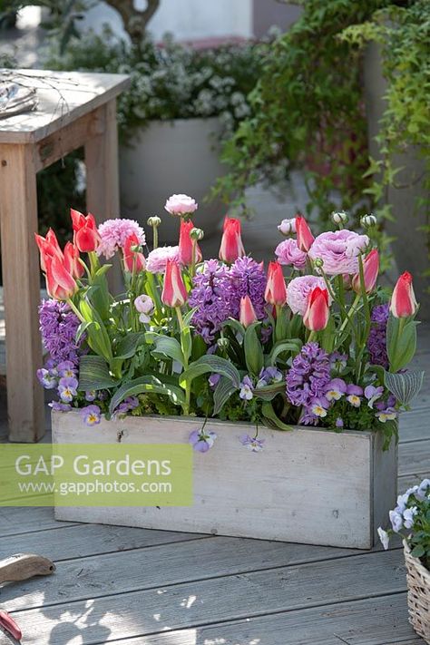 Container with Tulipa 'Plaisir', Hyacinthus 'Splendid Cornelia', Ranunculusand Viola cornuta Ranunculus Garden Pots, Ranunculus In Pots, Hyacinths And Tulips, Tulip And Hyacinth Garden, Pink Tulip Garden, Tulips Hyacinth Daffodils, Tulips And Grape Hyacinths, Spring Landscaping, Ranunculus Garden