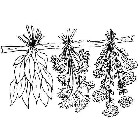 Herb Drawings, Herb Tattoo, Herbal Witch, Herbs Illustration, Plant Doodle, Witch Drawing, Flower Tattoo Drawings, Hanging Herbs, Witch Room