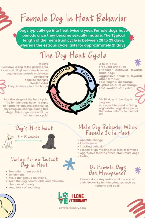 Dog Heat Cycle Chart, Veterinary Infographics, Dog Heat Cycle, Doberman Breeders, Veterinary Medicine Student, Dog Heat, Vet Nursing, Veterinarian Technician, Vet Tech School