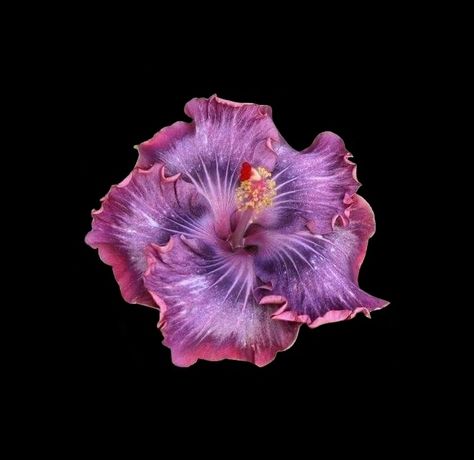 . Hibiscus Wallpaper Black Background, Hibiscus Flower Wallpaper Aesthetic, Purple Hibiscus Flower, Sticker Icon, Pink Purple Flowers, Flowers Black Background, Purple Hibiscus, Plants Are Friends, Tropical Hawaii