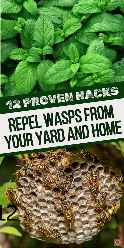 Wasp Deterrent Plants, Repel Wasps And Hornets, Wasp Prevention, Natural Wasp Repellent, Wasp Sting Remedy, Wasp Sting, Bee Repellent, Wasp Repellent, Healing Spices