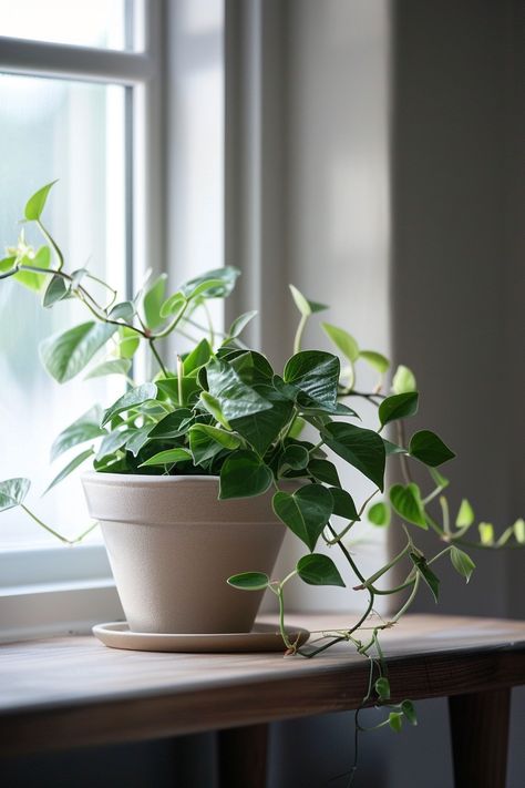 15 Best Indoor Plants That'll Give You An Instant Green Thumb Japanese Indoor Plants, Best Indoor Plants For Beginners, Indoor Plants For Low Light, Indoor Plants For Beginners, Plant Companions, Plants For Low Light, Plants For Beginners, Japanese Home Design, Snake Plants