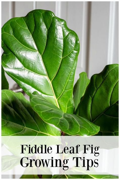 Learn some tips about growing a Fiddle Leaf Fig Tree. It makes a great decor statement in your home. Fiddle Leaf Plant, Fig Bush, Fiddle Leaf Fig Care, Fiddle Fig Tree, Fiddle Leaf Tree, Fig Plant, Planting Tips, Fiddle Fig, Fiddle Leaf Fig Tree