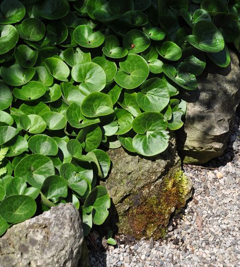 European Wild Ginger, Asarum Europaeum, Leaves On The Ground, Outdoor Eating Area, Shade Gardening, Shade Gardens, Backyard Plants, Wild Ginger, Three Dogs