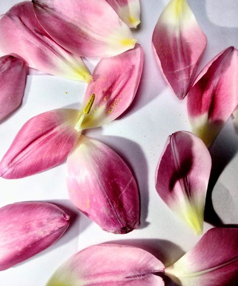 Tulip Graphic, Tulips Photography, Personal Collage, Tulip Photography, Tulip Petals, Bouquet Of Tulips, Lamp Inspiration, Tulip Wedding, Reference Pics