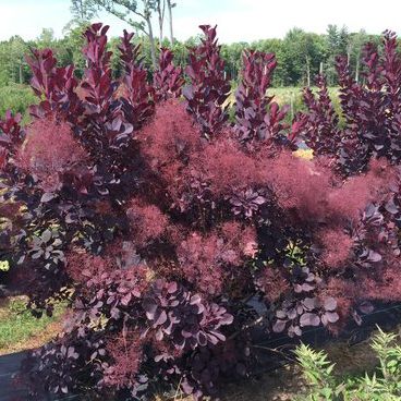 Ten Positively “Purple” Plants You’ll Love | Proven Winners Goth Garden, Pot Garden, Red Plants, Purple Plants, Garden Shrubs, Proven Winners, Flowering Shrubs, Landscaping Plants, Flower Farm