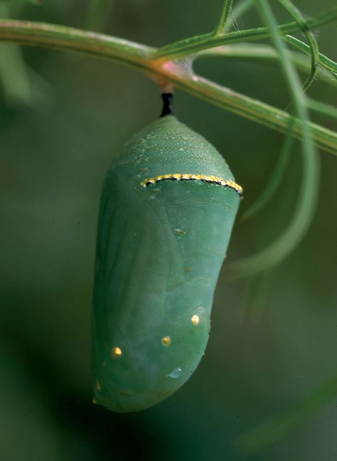 This is a Moarch Butterfly chrysalis! Gold and jade-green. I need to make glass earrings based on this gorgeous thing! Chrysalis Aesthetic, Insect Architecture, Monarch Butterfly Facts, Butterfly Pupa, Butterfly Facts, Butterfly Chrysalis, Mariposa Butterfly, Pretty Butterflies, Milkweed Plant